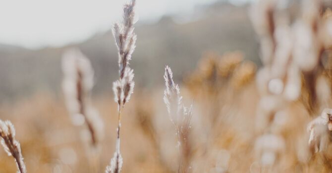 Sound Healing Practitioner